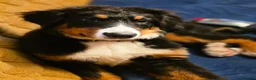Bernese Mountain Dog dogs for sale: Re-homing female bernese mountain puppy - Advert 3