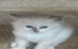 Siberian cats for sale: Siberian Neva masquerade kittens  - Image 4