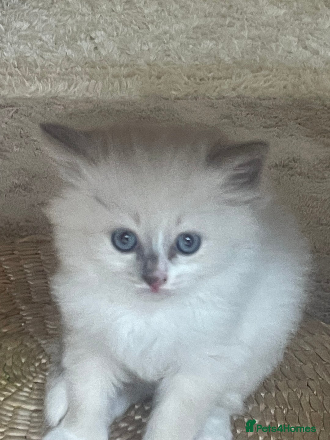 Siberian cats for sale: Siberian Neva masquerade kittens  - Image 4
