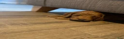 Cockapoo dogs for sale: Beautiful cockapoo puppies - Advert 10