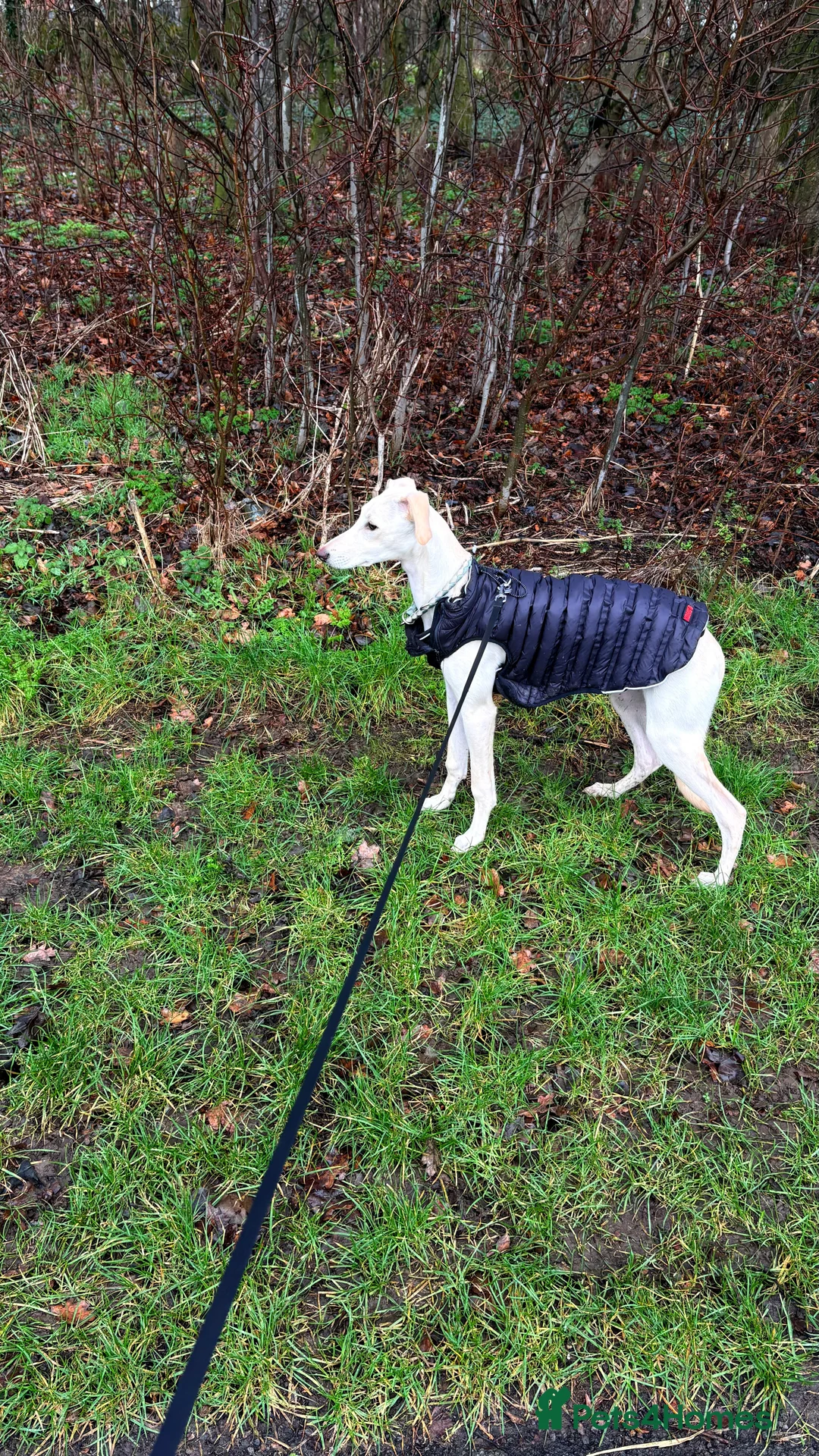 Mixed Breed dogs for sale: 6 month old Lurcher male - Advert 2