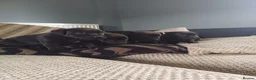 Patterdale Terrier dogs for sale: Stunning patterdale terriers  - Advert 7