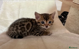 Bengal cats for sale: Stunning Male & Female Bengal Kittens Ready Now - Image 4
