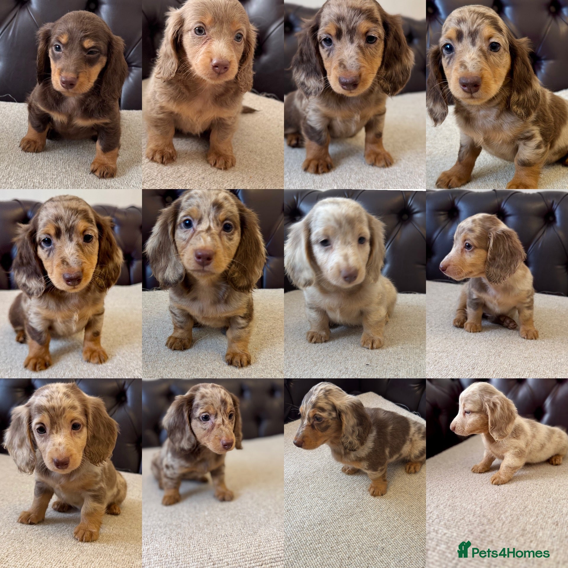 Miniature Dachshund dogs Dachshund miniature long hair  - Advert 8