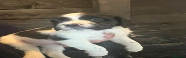 English Springer Spaniel Puppy 1