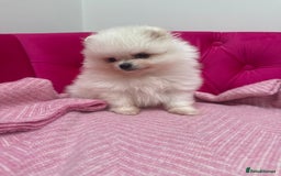 Pomeranian dogs for sale: READY 2nd August KC White Teddy Bear Poms - Image 4