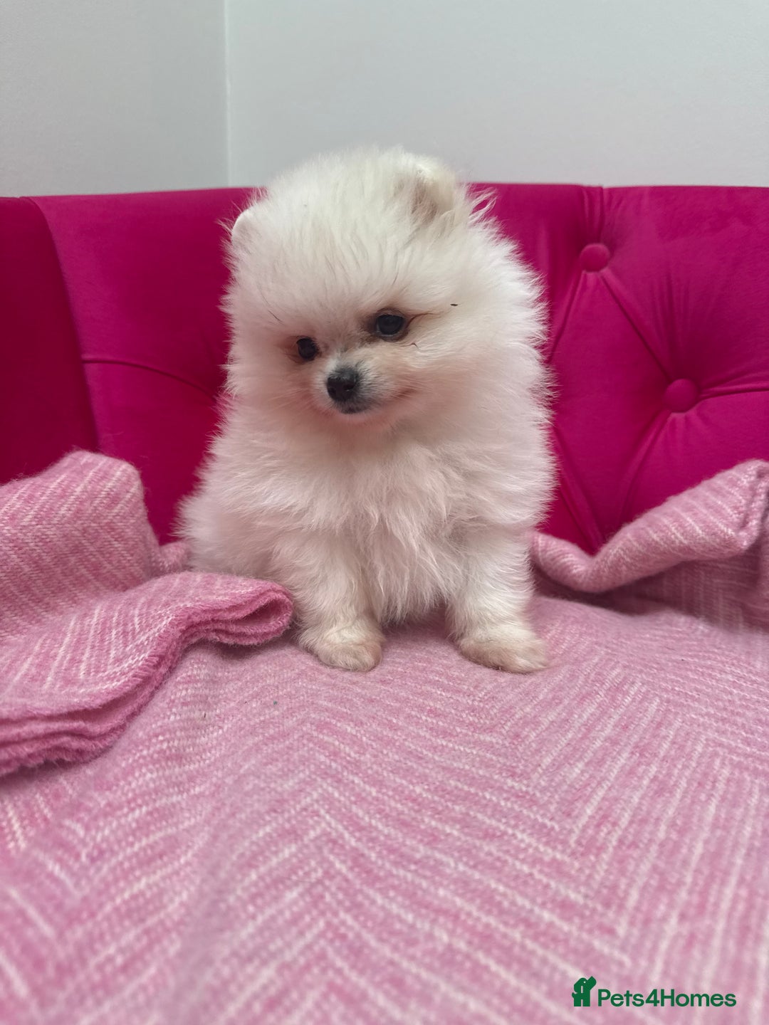 Pomeranian dogs for sale: READY 2nd August KC White Teddy Bear Poms - Image 4