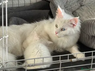 Maine Coon cats Maine Coon all white kitten 🐈⬛ - Advert 15