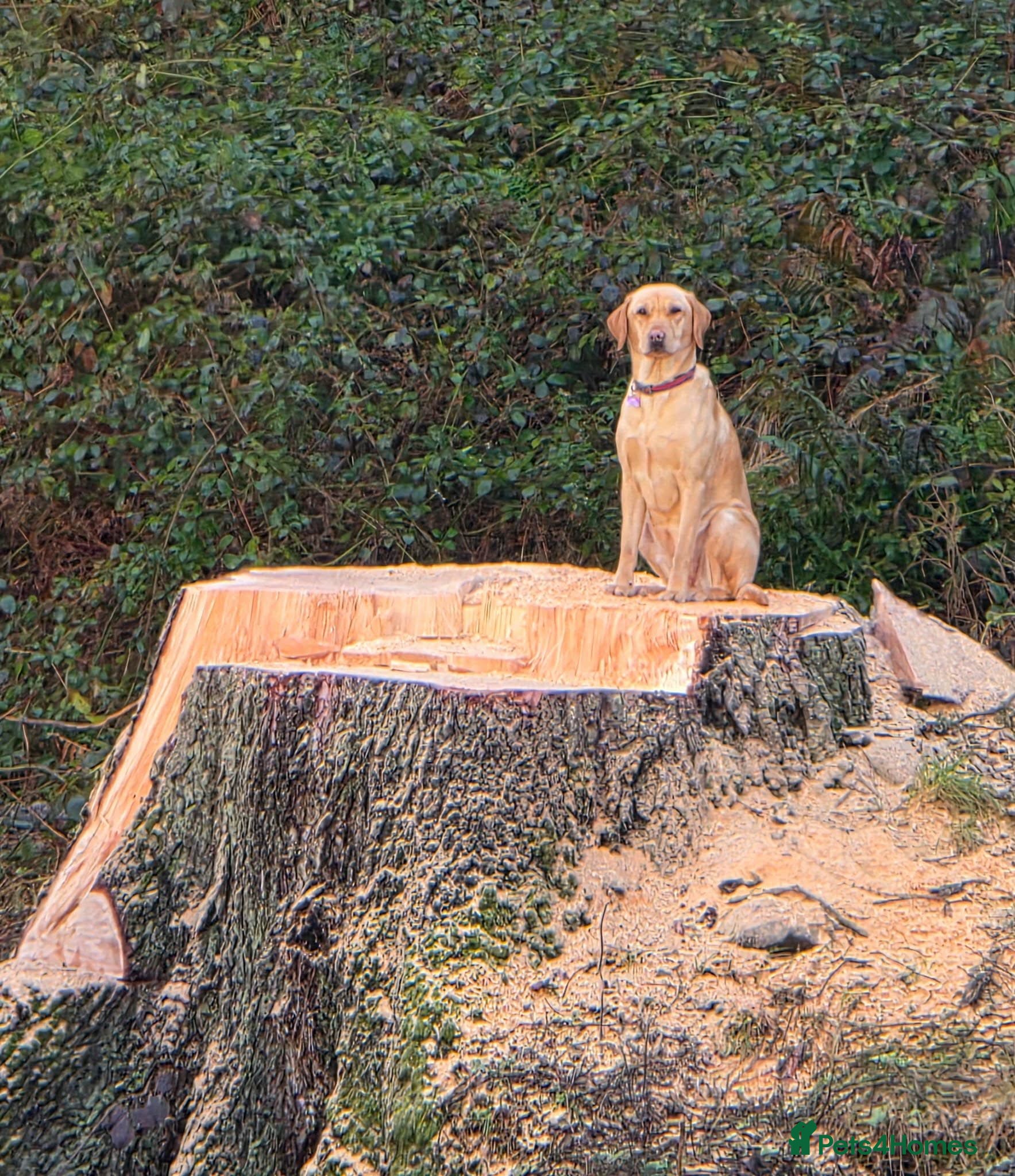 Labrador Retriever dogs Beautiful Labrador Retriever puppies - Advert 1
