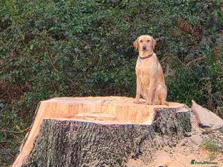 Labrador Retriever dogs Beautiful Labrador Retriever puppies - Advert 1