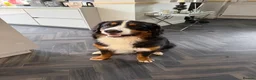 Bernedoodle dogs for sale: 7 beautiful Ultradoodle Pups in Prescot - Advert 11