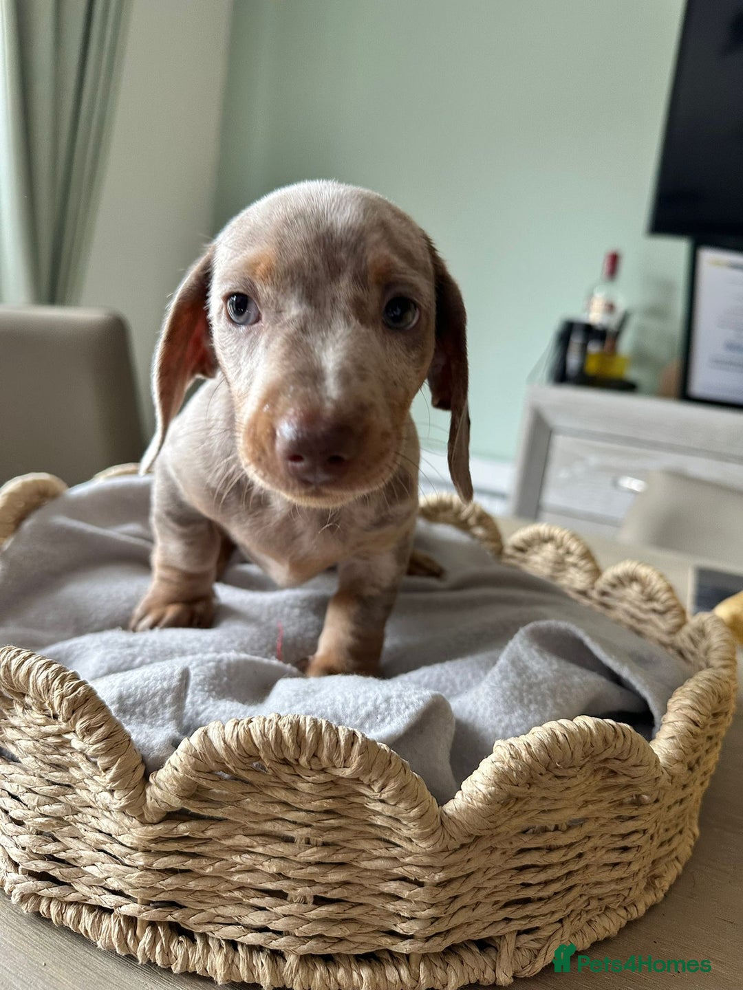 Miniature Dachshund dogs for sale: Miniature Dachshund Puppies  - Image 12