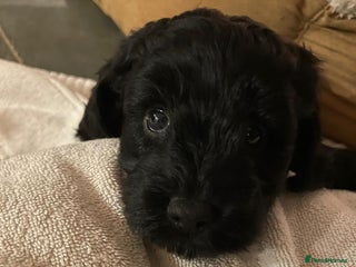 Cavapoo dogs for sale - Advert 1