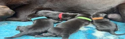 Labrador Retriever dogs for sale: KENNEL CLUB REGISTERED CHOCOLATE LABRADOR PUPPIES  - Advert 14
