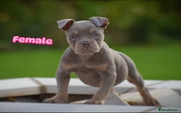 English Bulldog dogs for sale: 23 years experienced 5⭐️Rated Licensed,  - Image 3