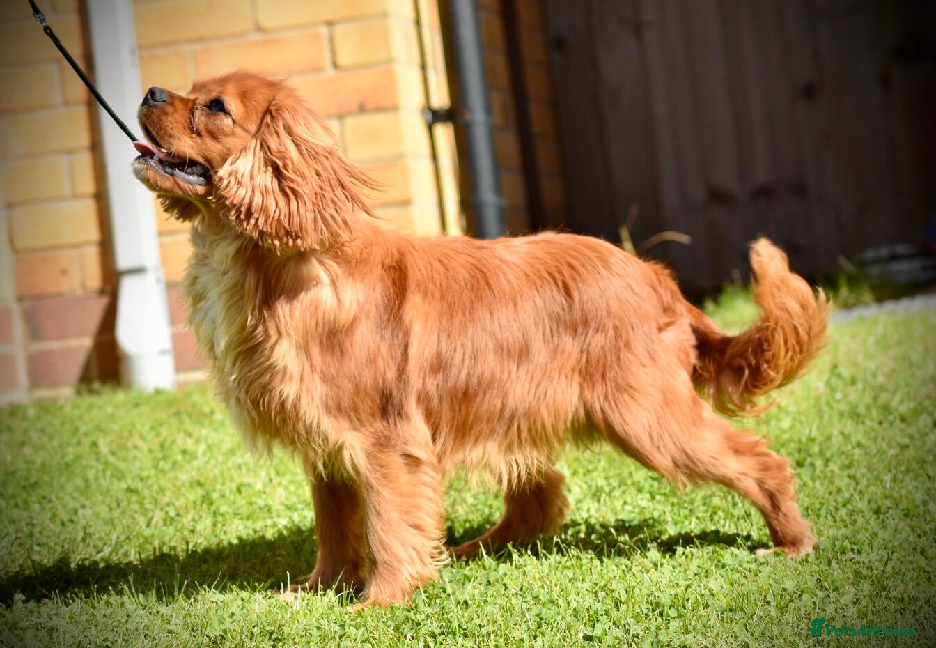 Cavalier King Charles Spaniel dogs PROVEN Heart and eye tested DE/CC/EF cavalier stud in Swansea - Advert 10