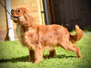 Cavalier King Charles Spaniel dogs PROVEN Heart and eye tested DE/CC/EF cavalier stud in Swansea - Advert 10