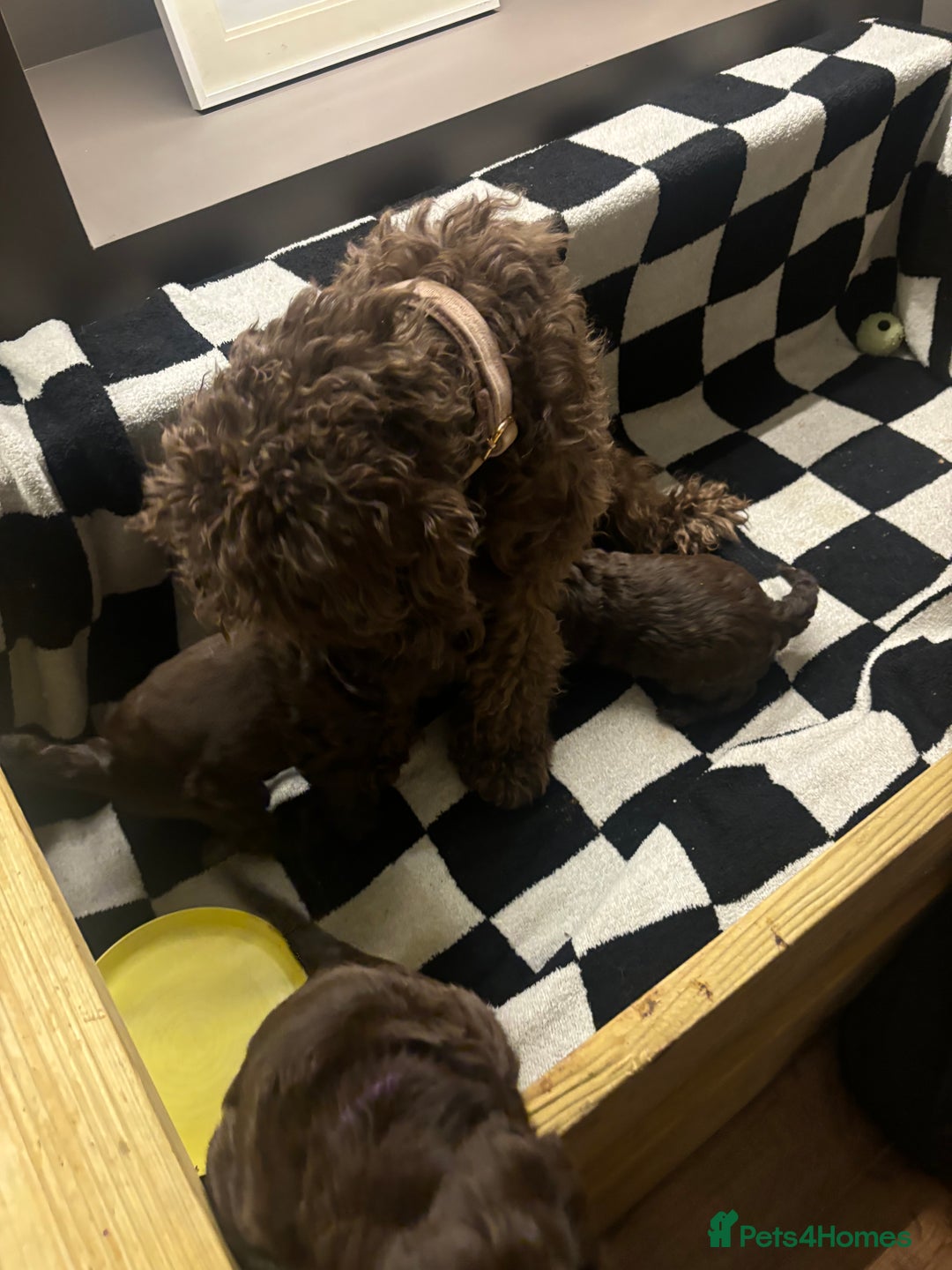 Cockapoo dogs for sale: Cockapoo puppies  - Image 4