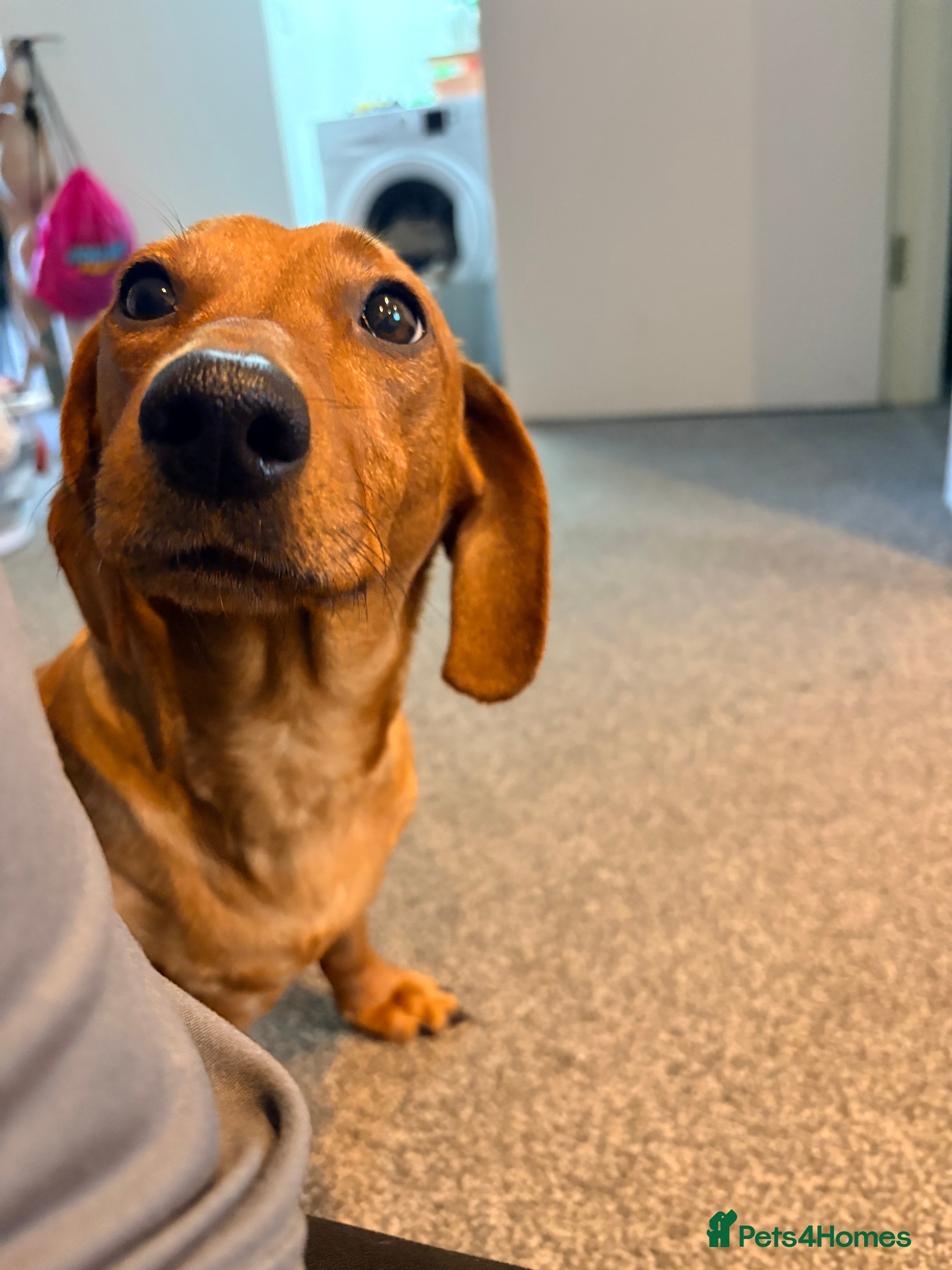 Pippa