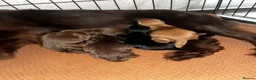 Cocker Spaniel dogs for sale: 3 Cocker Spaniel Puppies for sale - Advert 12