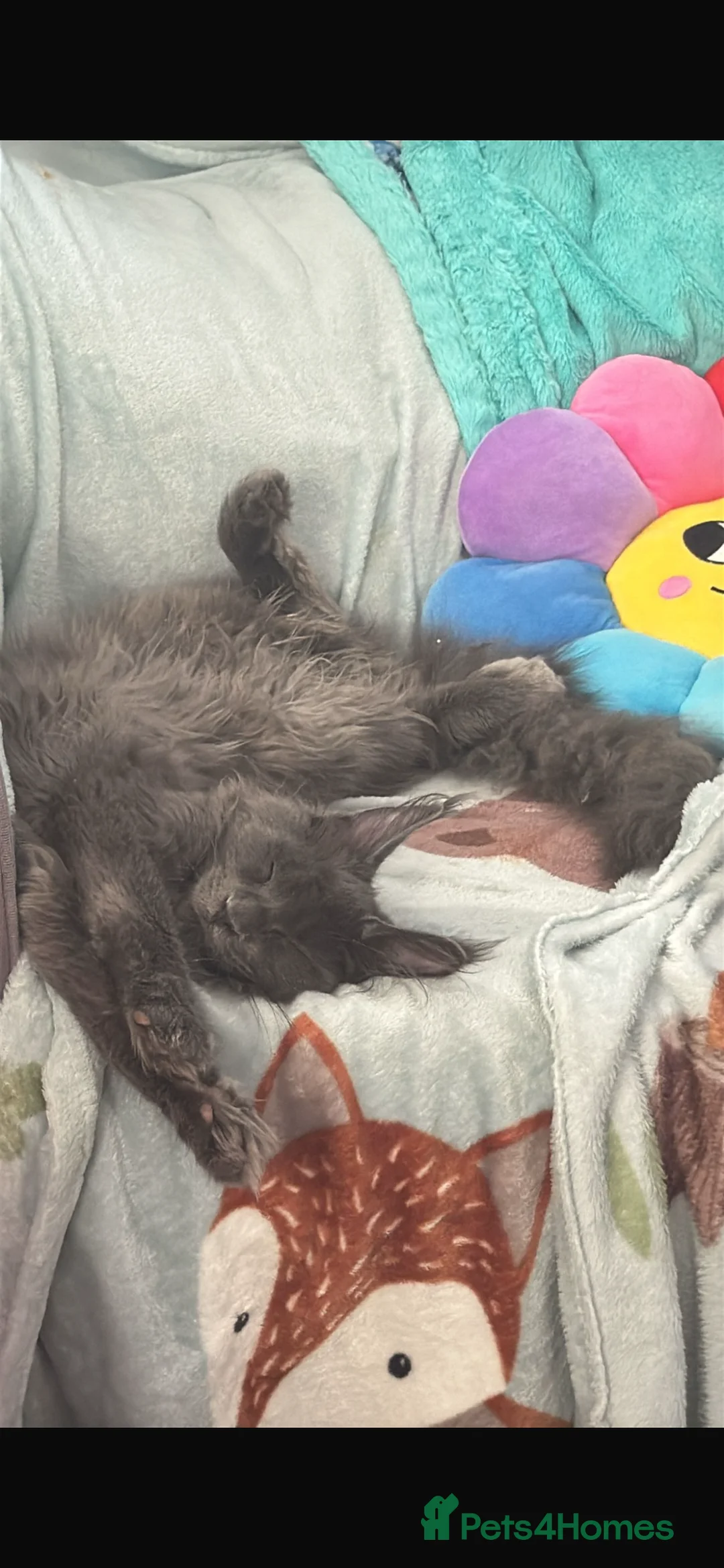 Maine Coon cats for sale: Beautiful Maine Coon Male Looking for Loving Home - Advert 2