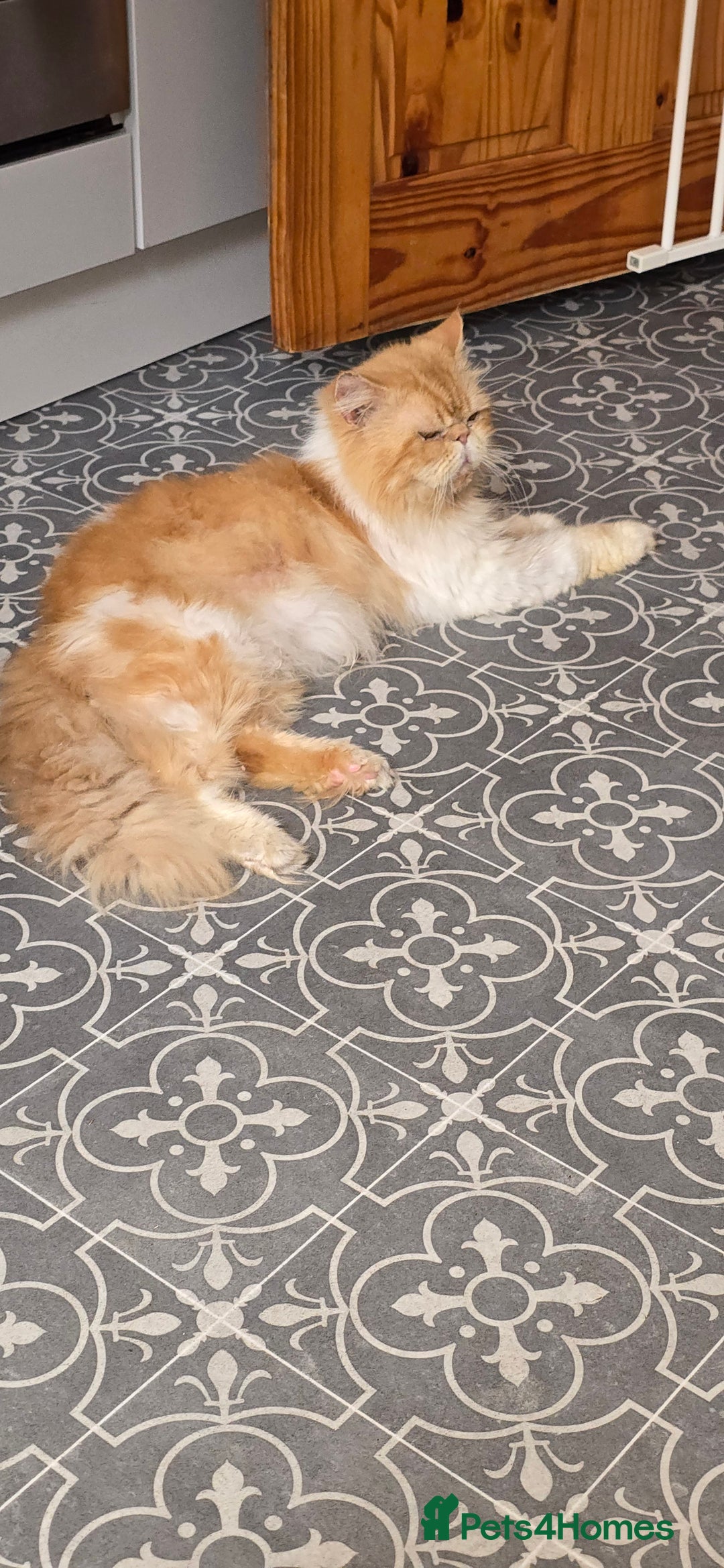 Persian cats for stud: 💙🩵💙BEAUTIFUL PERSIAN BOY FOR STUD in Manchester - Image 1