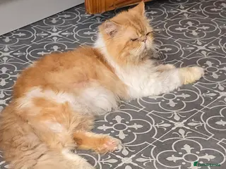 Persian cats 💙🩵💙BEAUTIFUL PERSIAN BOY FOR STUD in Manchester - Advert 7