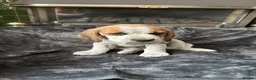 Beagle dogs for sale: Adorable Beagle puppies for sale  - Advert 19
