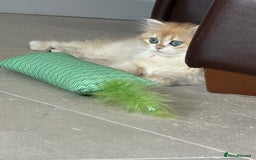 British Longhair cats for sale: STUNNINGLY BEAUTIFUL RARE GOLDEN BRITISH LONGAHIR  - Image 10