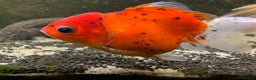 Fancy Goldfish fish for sale: Mixed Goldfish - Advert 1