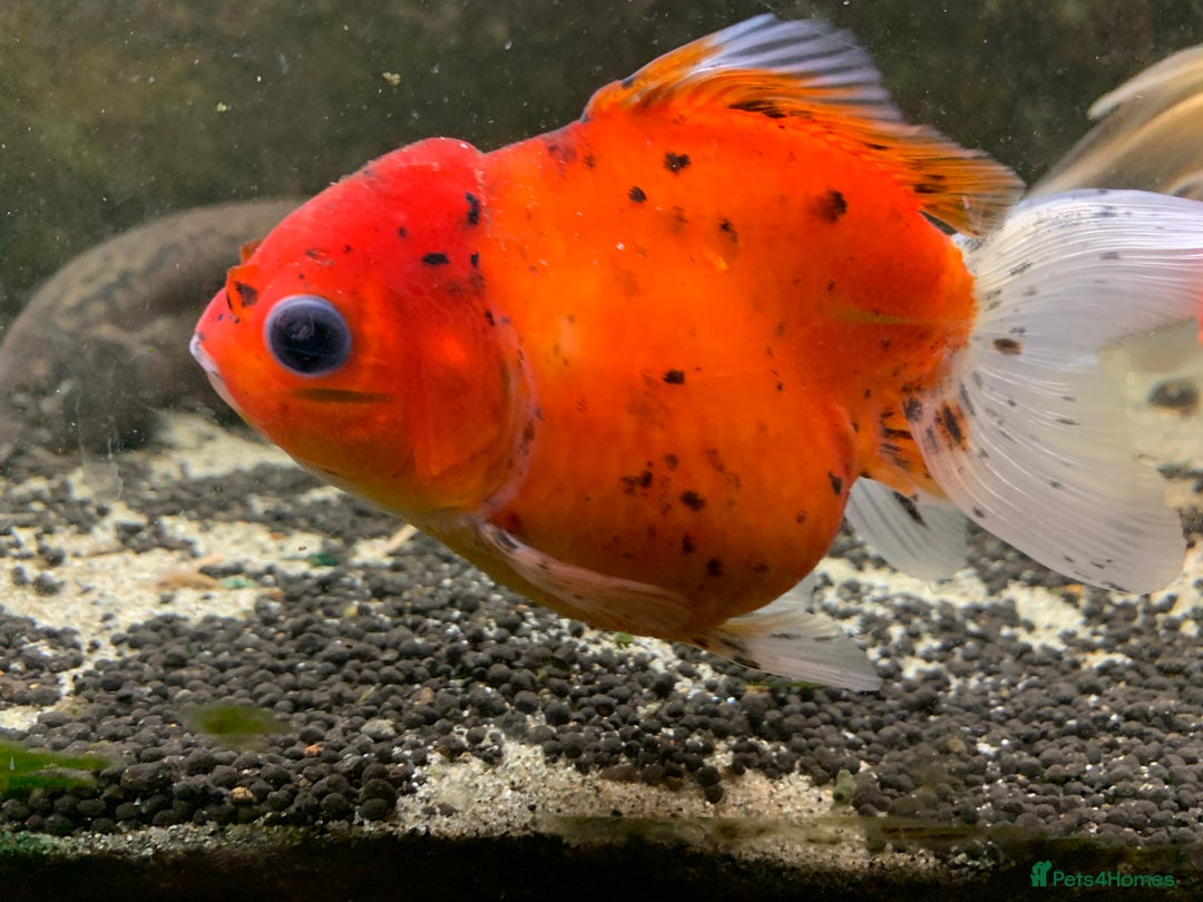 Fancy Goldfish fish for sale: Mixed Goldfish - Advert 1