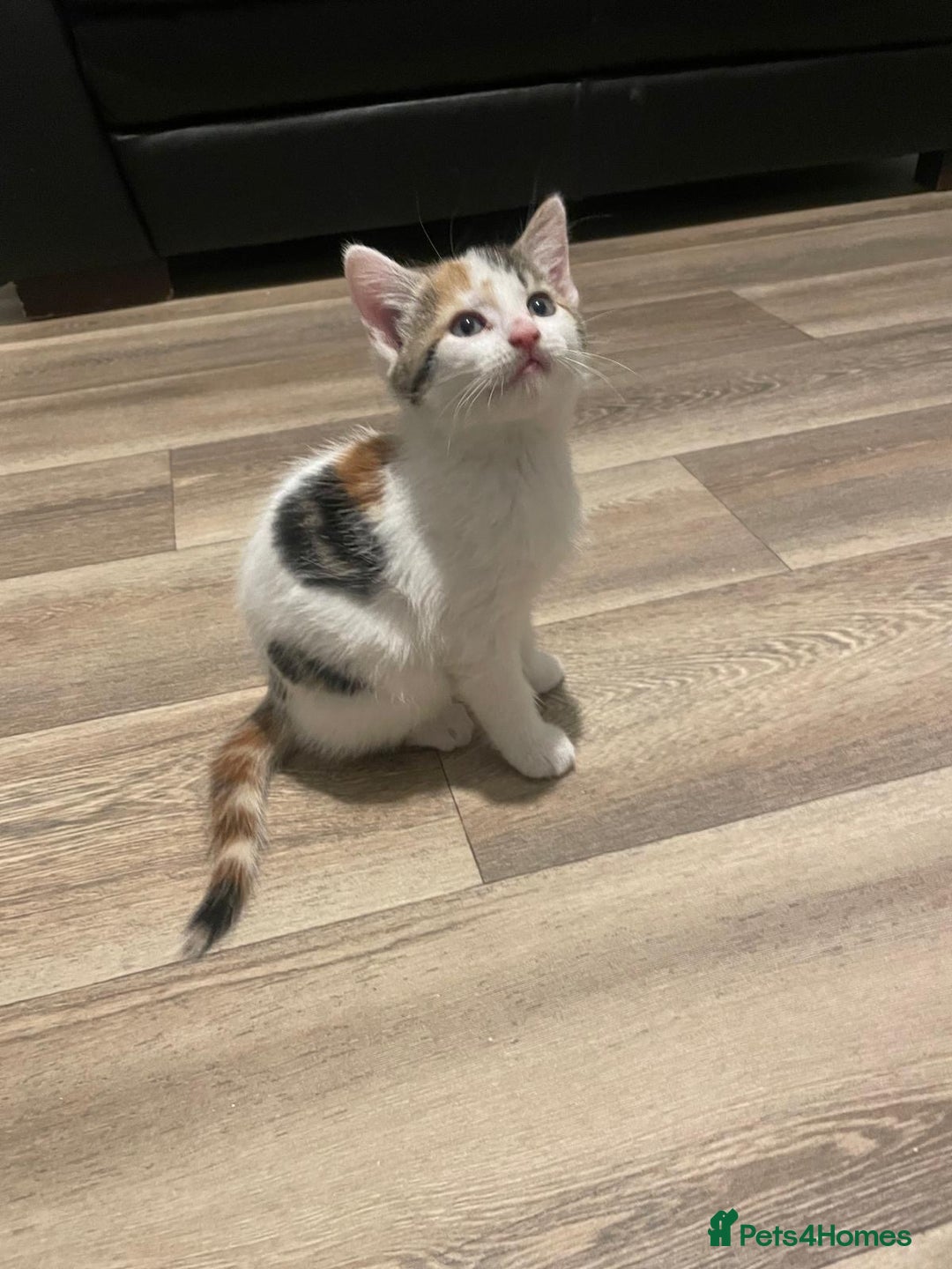 Mixed Breed cats for sale: Adorable Half-Manx Kittens 🐾 - Image 10