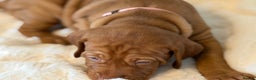 Hungarian Vizsla dogs for sale: Beautiful Hungarian Vizsla Puppies – 5⭐ Homes Only - Advert 14