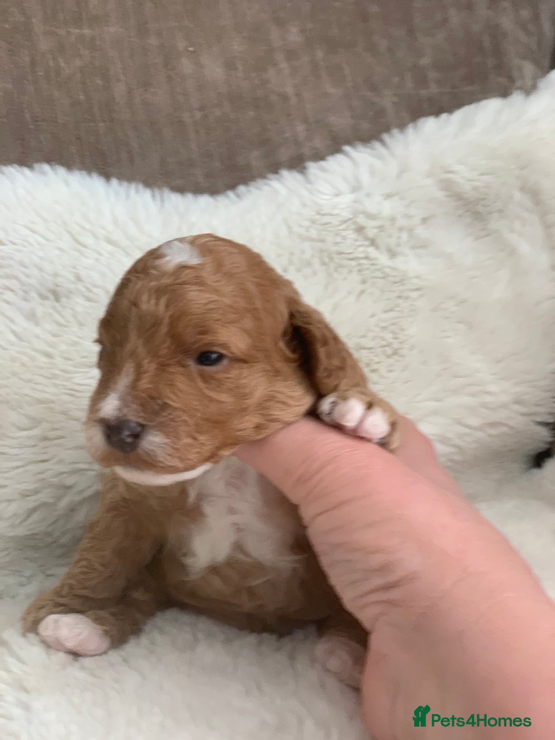 Aussiedoodle dogs for sale: Aussie Doodle puppies  - Advert 2