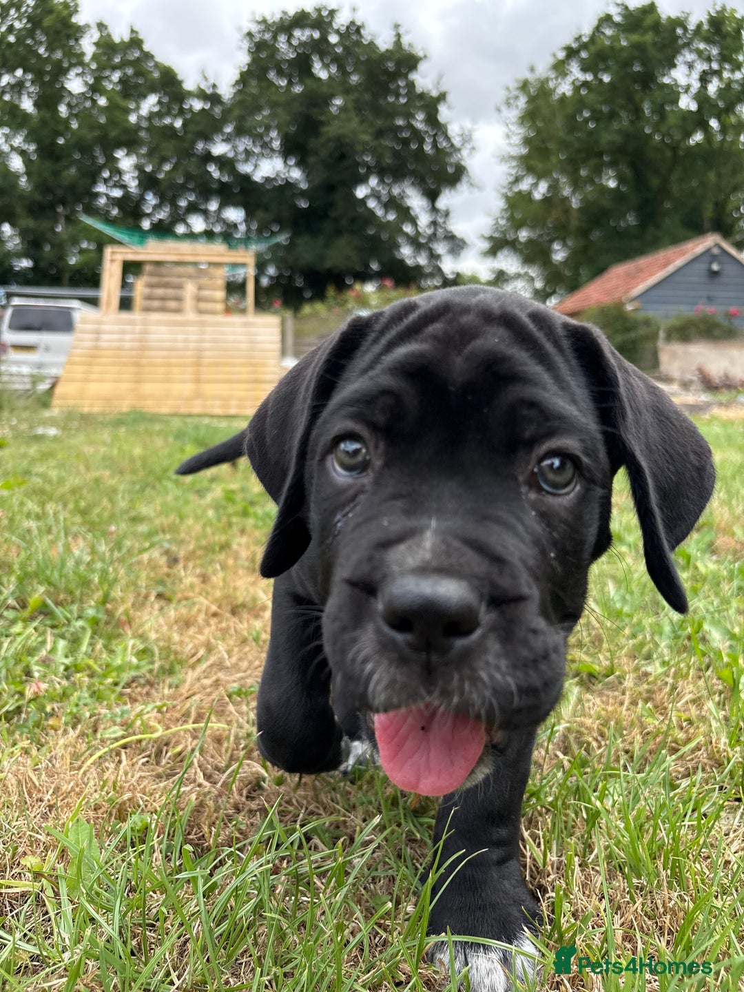 Cane Corso dogs for sale: Beautiful cane Corso puppies  - Image 7