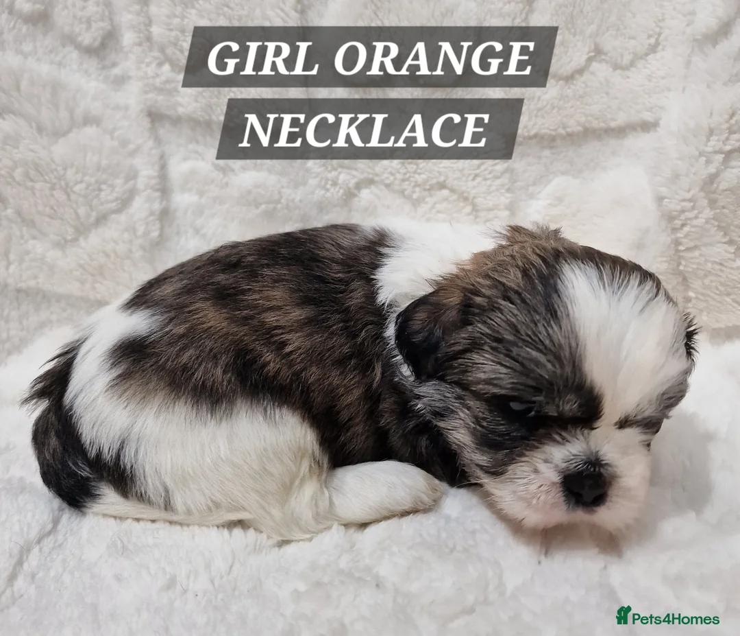 Shih Tzu dogs for sale: Pure breed Shih Tzu puppy - Advert 25