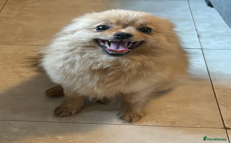 Pomeranian dogs - Advert 8