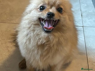 Pomeranian dogs Male pomerain boys - Advert 15