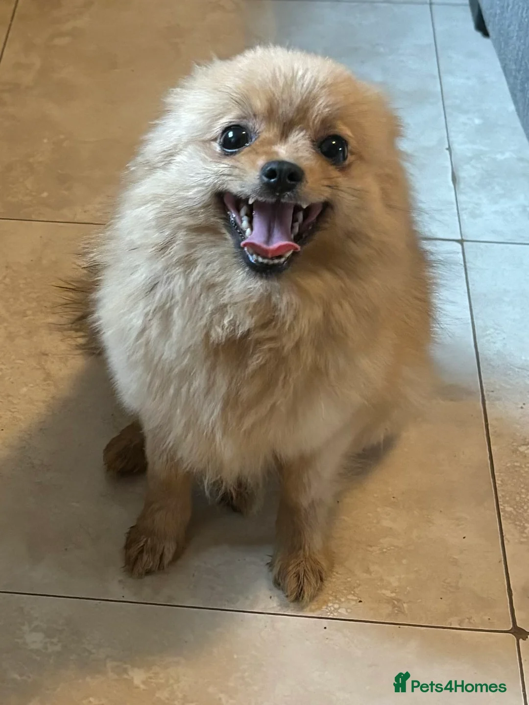 Pomeranian dogs for sale: Male pomerain boys  - Advert 1