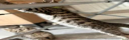 Bengal cats for sale: Beautiful Kittens ready for forever homes. - Advert 4