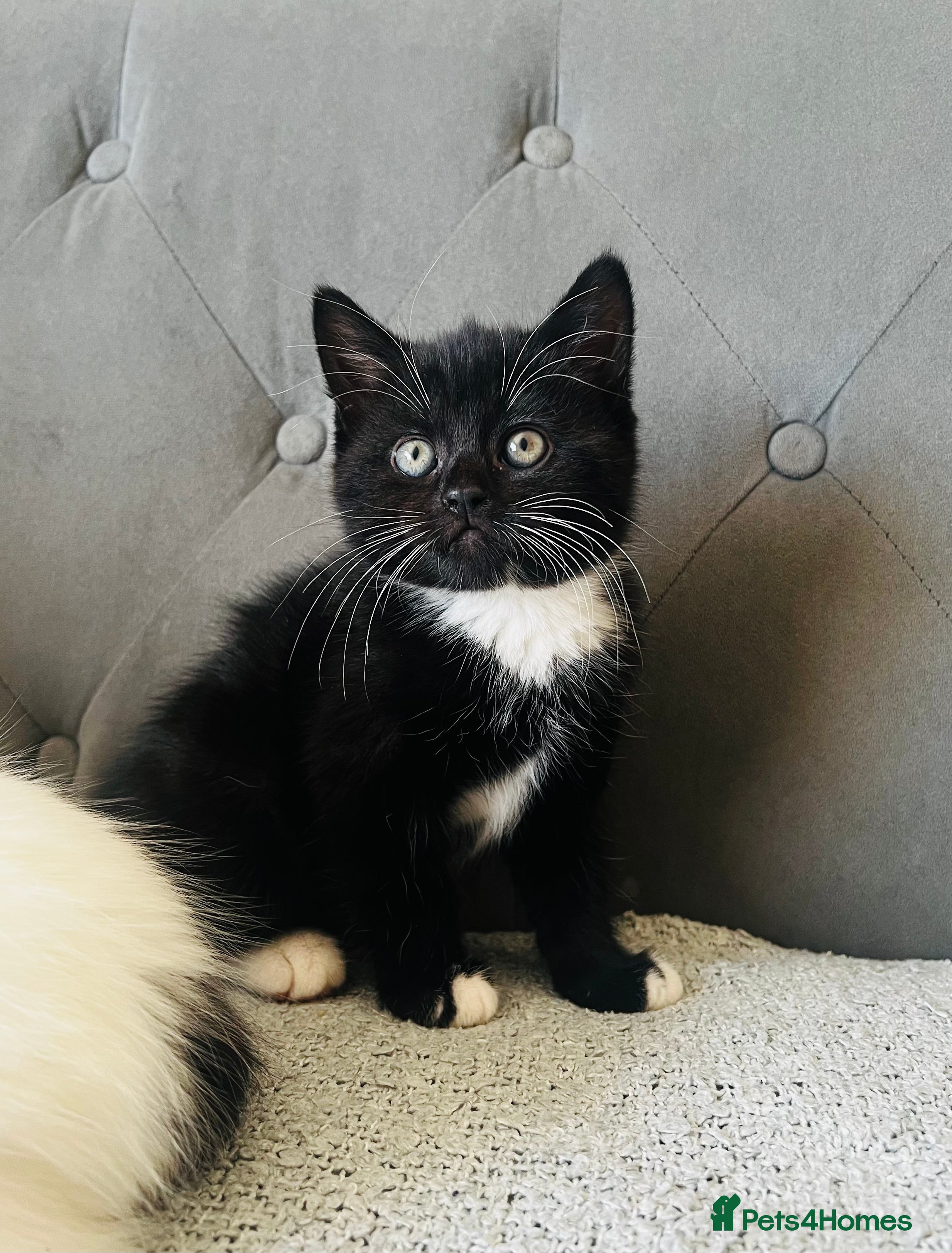 Domestic Shorthair cats Kittens for Sale  - Advert 1