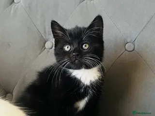 Domestic Shorthair cats Kittens for Sale - Advert 1