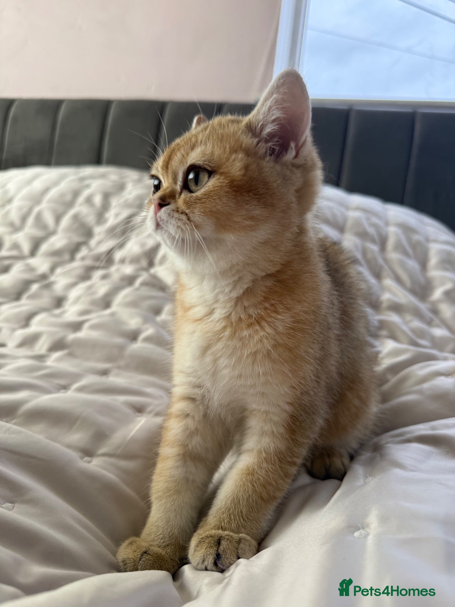 British Shorthair cats 🐾 Champion Bloodline BSH Golden Kittens 🐾 - Advert 1