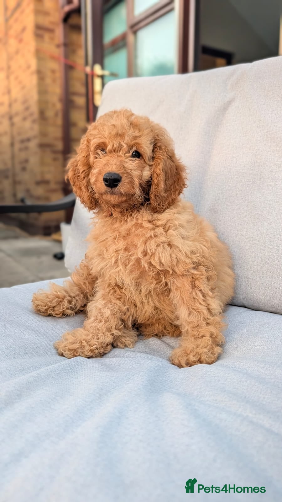 Cockapoo dogs for sale: Cockapoo Puppies last 1 left, ready now  - Advert 1
