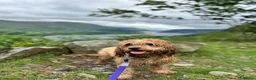 Cockapoo dogs for sale: Nellie - Advert 6