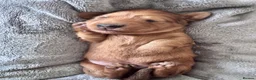 Dachshund dogs for sale: 🐾 Beautiful Long-Haired Dachshund Puppies 🐾 - Advert 5