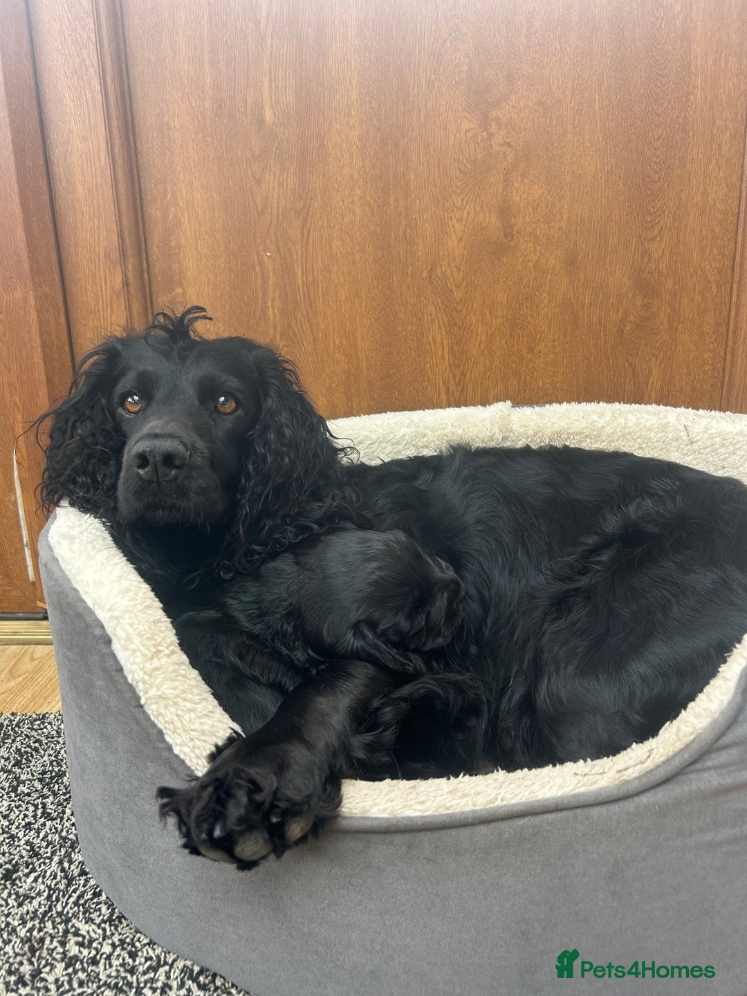 Cocker Spaniel dogs for sale: Working cocker spaniel - Image 6