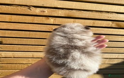 Pomeranian dogs for sale: outstanding true to typ pomeranian puppy's  - Image 16