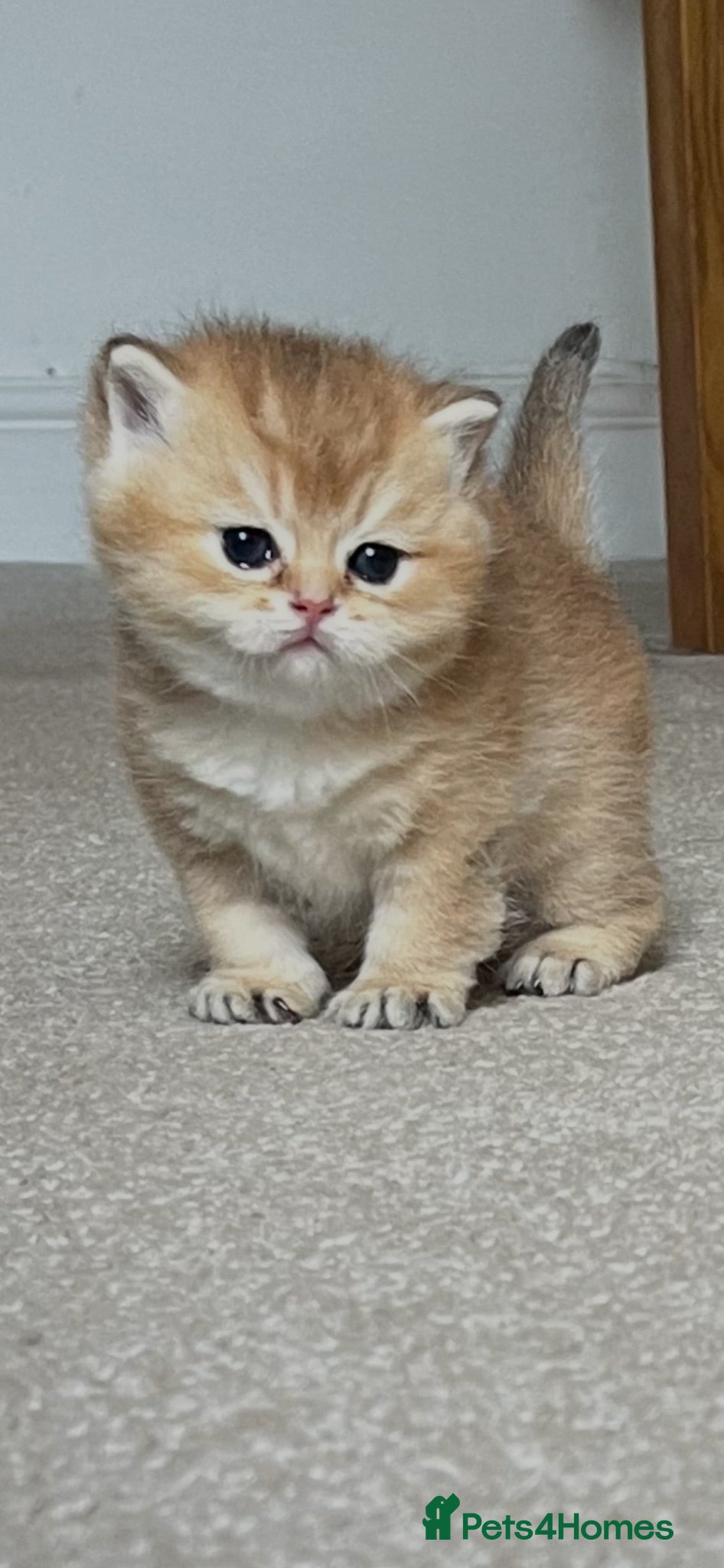 British Shorthair cats ACTIVE GCCF GOLDEN NY12 and BLUE GOLDEN AY12  - Advert 1