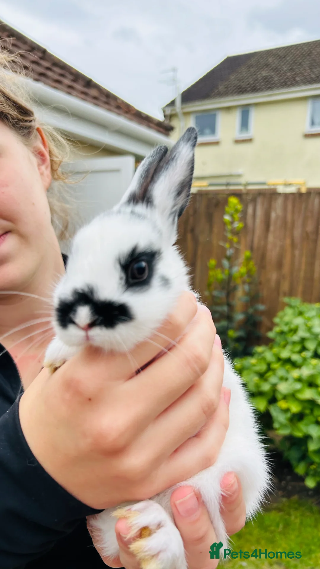 Netherland Dwarf rabbits for sale: Netherlands dwarf bunnies - Advert 2